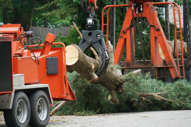 Best Tree Cutting Near Me  in Greenville, MI